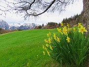 71 Verdi prati della Pigolotta e gialli narcisi